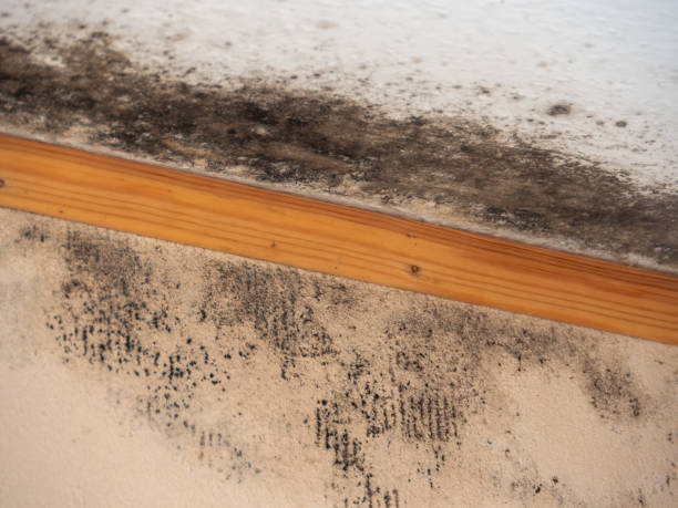 Best Mold Remediation for Vacation Homes  in USA